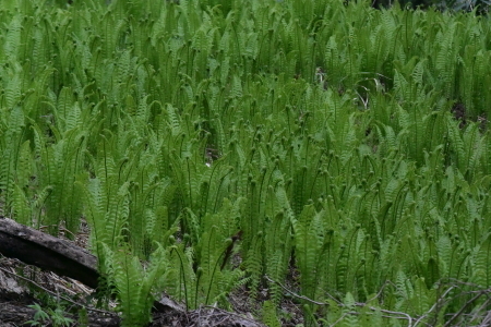 c0353632_22440220.jpg