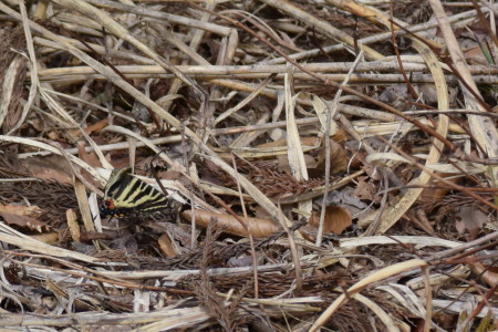 c0353632_22564083.jpg