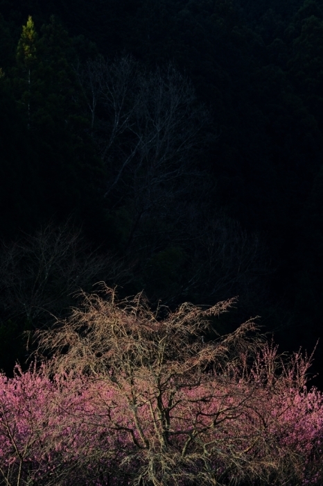 桜のわき役_f0050534_06485552.jpg