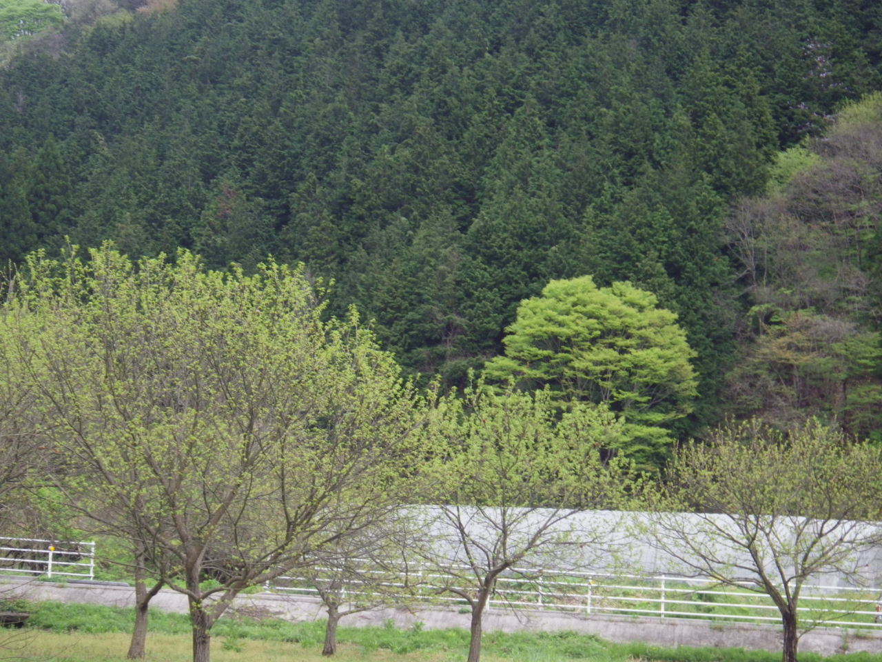 栗の木の新芽が芽吹きだしました。_c0300035_1318636.jpg