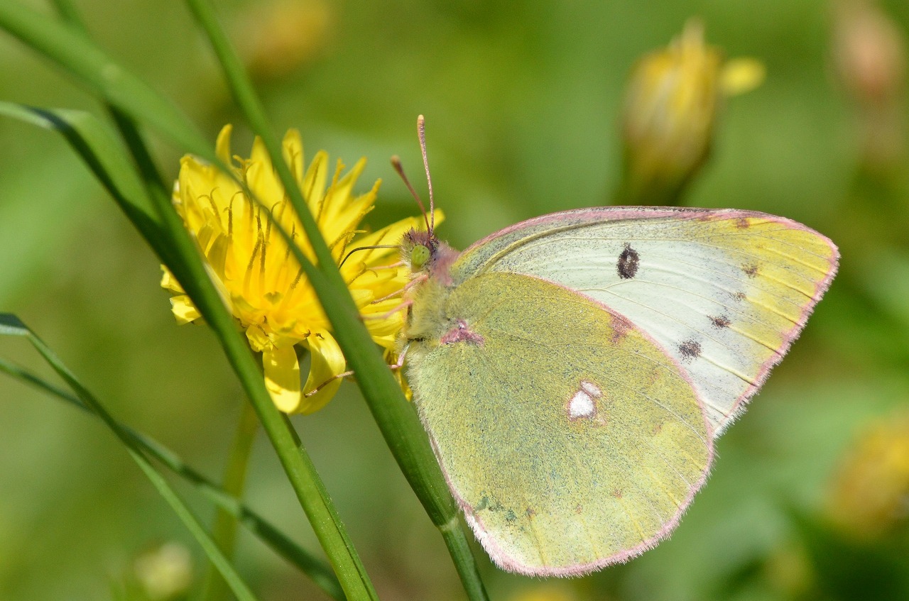 モンキチョウ♀レア型　黄色型　異常型 モンキチョウ♀レア型 黄色型 異常型