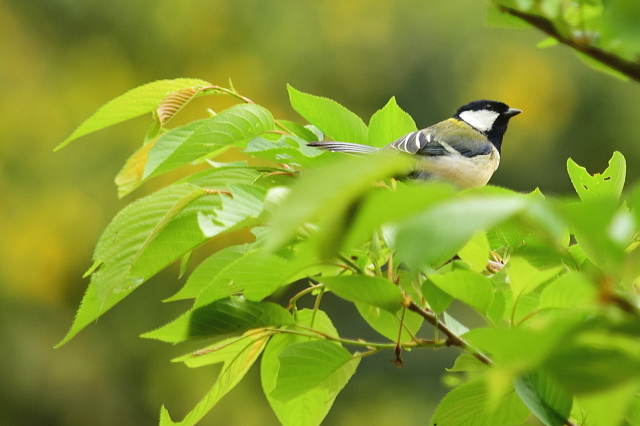 美味しいパンと花と鳥ツーリング_c0339546_8583.jpg