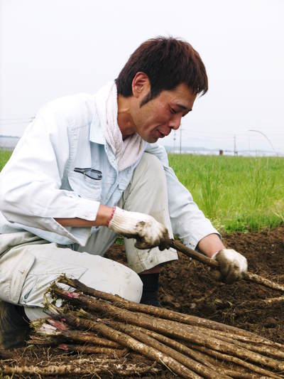 有機栽培の水田ごぼう 先行予約受付スタート!5月10日(火)より発送します!!_a0254656_1763290.jpg