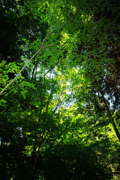 b0277257_2122135.gif