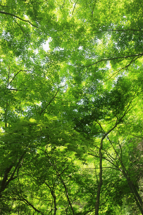 b0277257_21295082.gif