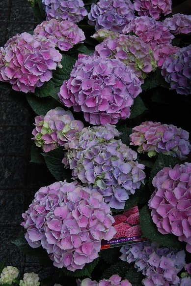a0201358_17131471.jpg