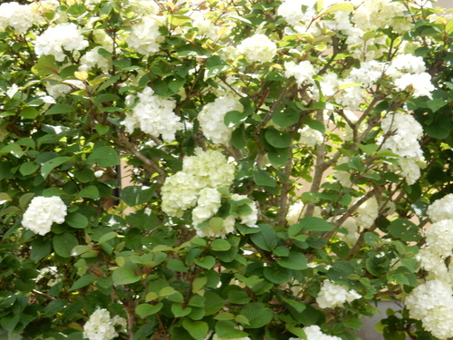’16,4,28(木)もう藤の花が咲いているYO!_f0060461_8395860.jpg