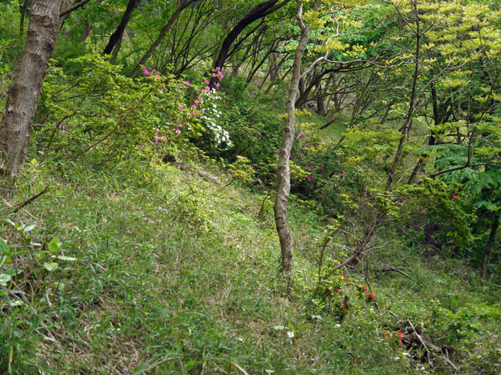 “復活”ツツジと植樹ツツジ競演、スギに空洞4・27六国見山_c0014967_18141850.jpg