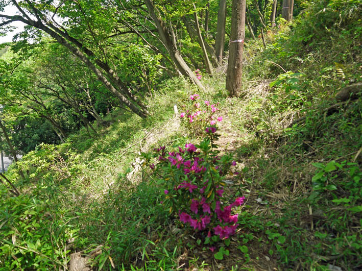 “復活”ツツジと植樹ツツジ競演、スギに空洞4・27六国見山_c0014967_186189.jpg