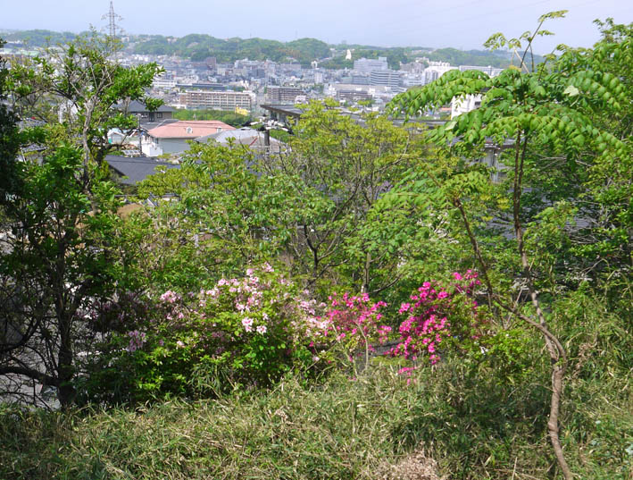 “復活”ツツジと植樹ツツジ競演、スギに空洞4・27六国見山_c0014967_187728.jpg
