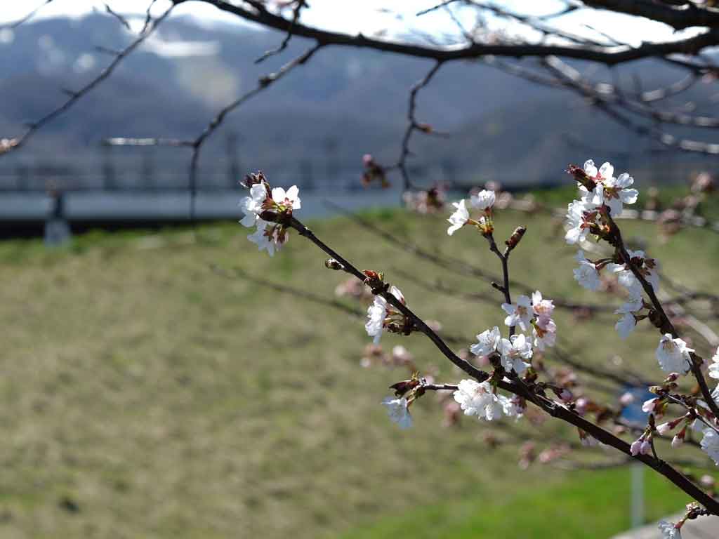 桜が咲いた_e0104567_21121836.jpg