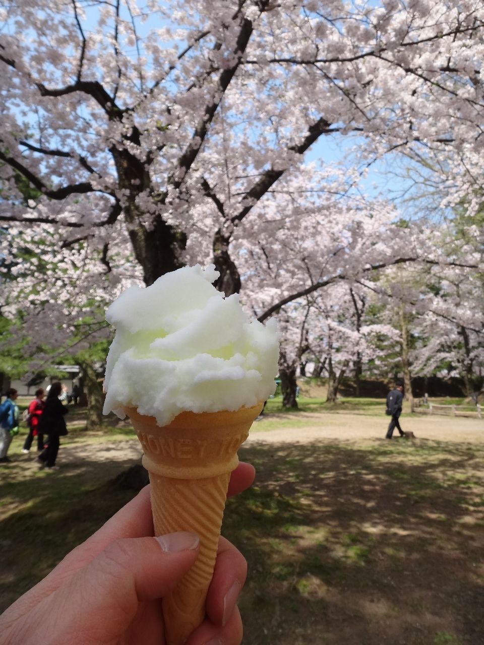 弘前公園の桜 with 1290 Super Duke R_f0004270_21262476.jpg