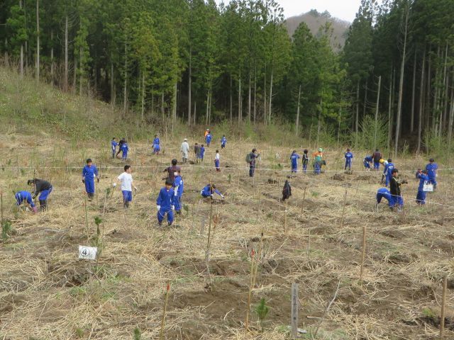 石巻市立桃生中学校１年生が栗原市花山で植樹_e0148077_1051293.jpg