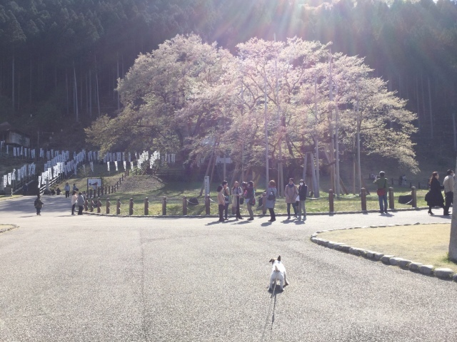 岐阜へドライブ 根尾谷淡墨桜編_a0118079_00252722.jpeg