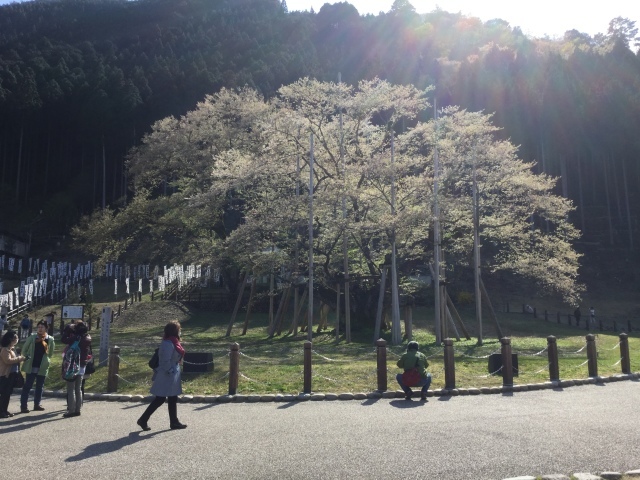 岐阜へドライブ 根尾谷淡墨桜編_a0118079_00261838.jpeg