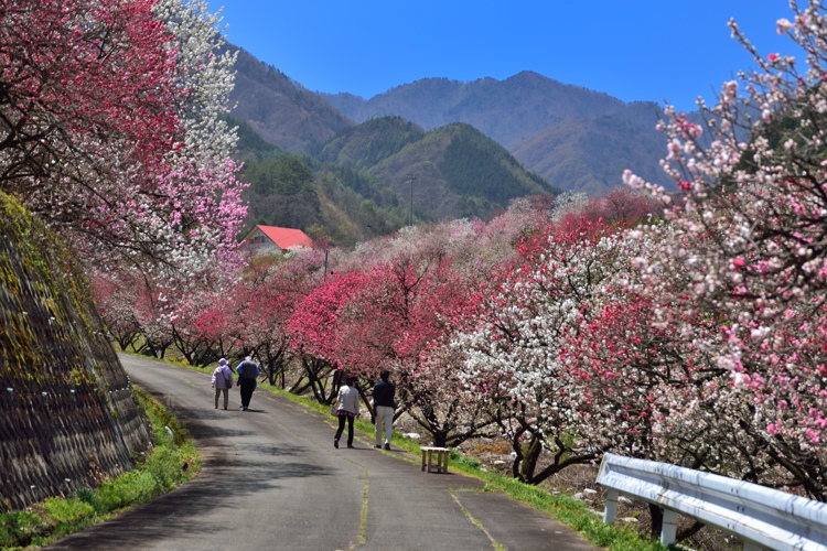 月川温泉の花桃_d0341880_7261297.jpg