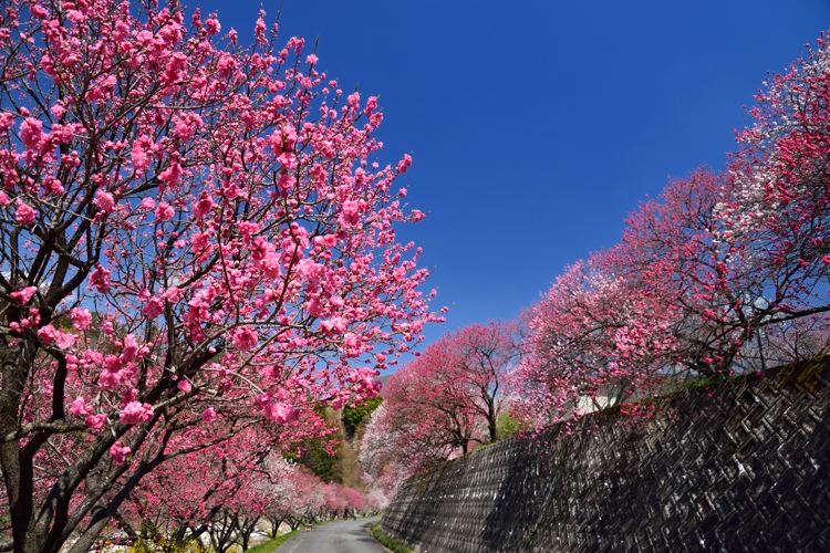 月川温泉の花桃_d0341880_7272114.jpg