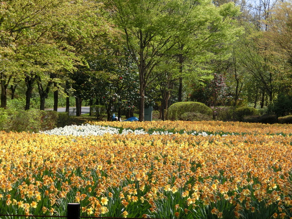 満開の桜に再会!ピンクと黄色と新緑ツー（群馬・上野村～埼玉・秩父）_a0186689_11365451.jpg