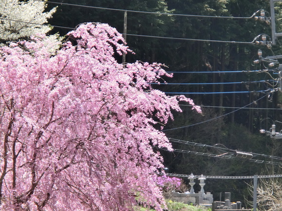 満開の桜に再会!ピンクと黄色と新緑ツー（長野・佐久～群馬・南牧）_a0186689_82573.jpg