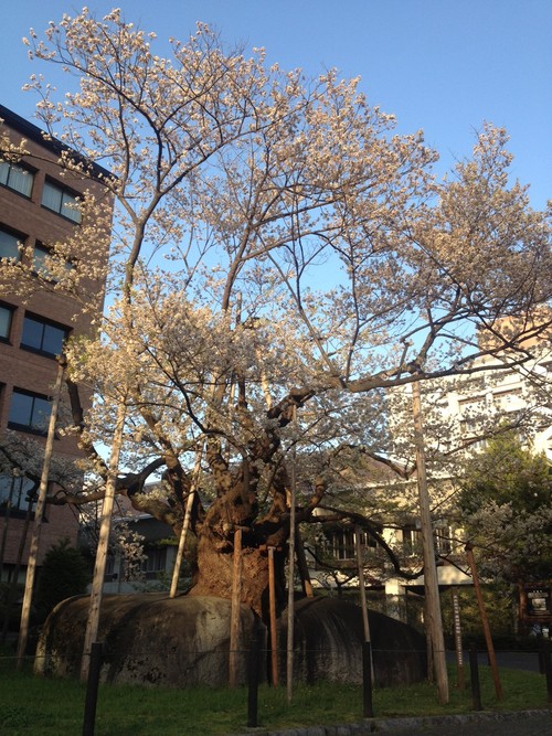 石割桜と盛岡城跡公園のしだれ桜～盛岡_e0152493_22121627.jpg