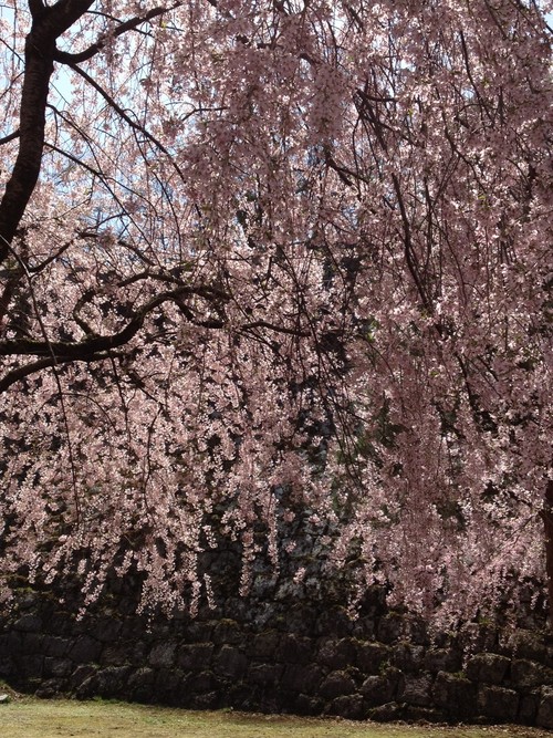 石割桜と盛岡城跡公園のしだれ桜～盛岡_e0152493_22335661.jpg