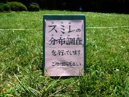 スミレの調査を行いました!_b0049307_20242048.jpg
