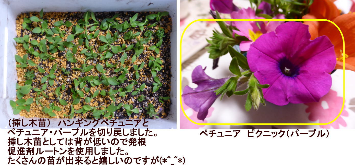 ペチュニア２種類 切戻しました 4 29 和子花便り