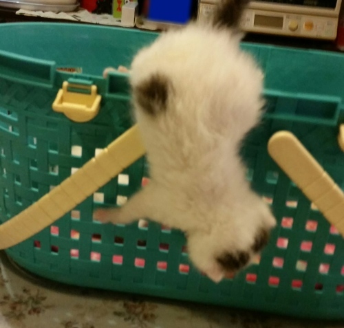 e0144012_23122129.jpeg