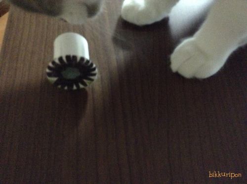 ぽんちゃん期待に応える!_d0344913_09002508.jpg