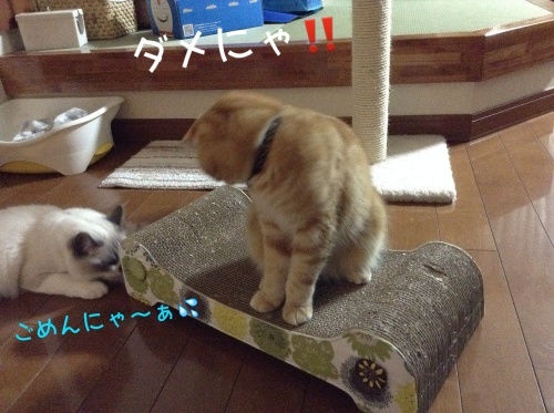 ぽんちゃん期待に応える!_d0344913_09012415.jpg