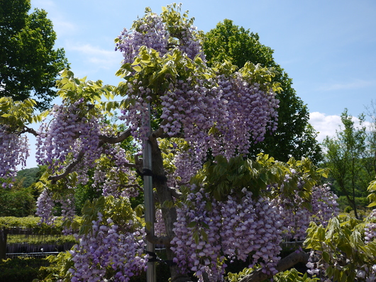 藤の花めぐり_e0205713_2033866.jpg