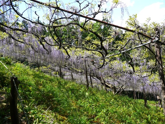 藤の花めぐり_e0205713_20779.jpg