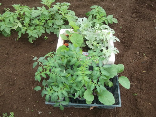 夏野菜の植え付け開始.._b0137932_20194413.jpg