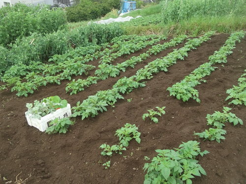夏野菜の植え付け開始.._b0137932_2155538.jpg