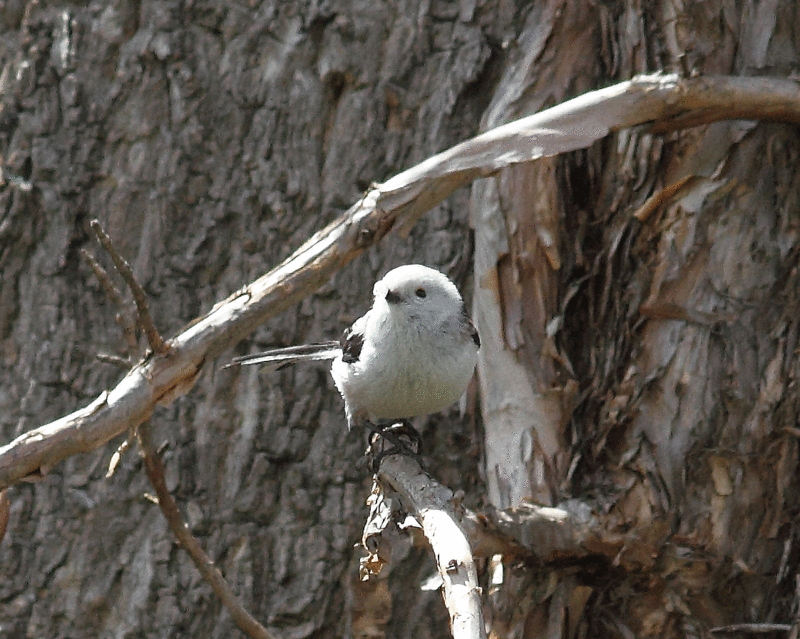 ４月29日“鳥”_d0069235_20154729.gif