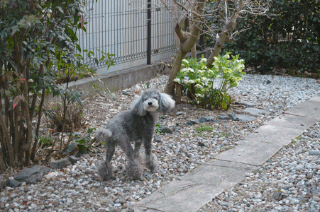 c0136736_18492474.gif