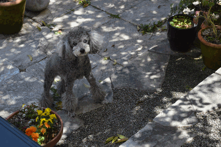 c0136736_1849421.gif
