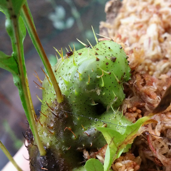 Lecanopteris!! レカノプテリス!! アリノスシダ!! : ビーボックス
