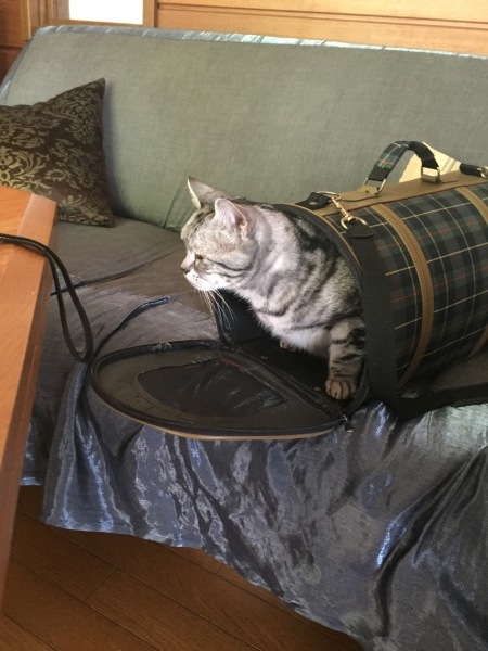 b0054042_15270369.jpeg
