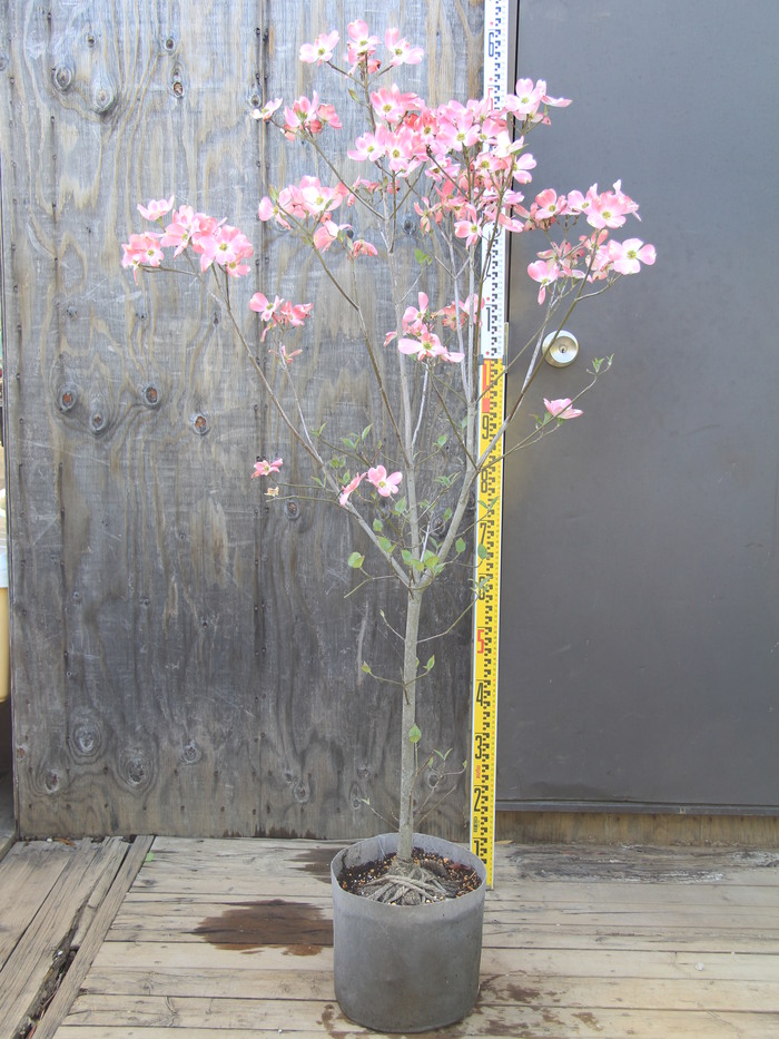 超安い 21年4月頃開花のハナミズキシンボルツリーにアメリカ花水木 花芽がたくさんついています 人気のピンク花 大苗 アメリカハナミズキ苗木 植木