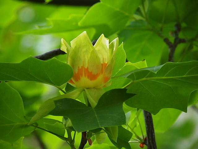 山字草、花菱草、桜マンテマ、西洋十二単、黄菅、ニゲラ、ユリの木_c0051143_235052.jpg