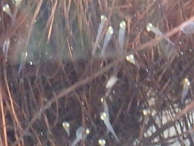 f0334143_7551570.jpg