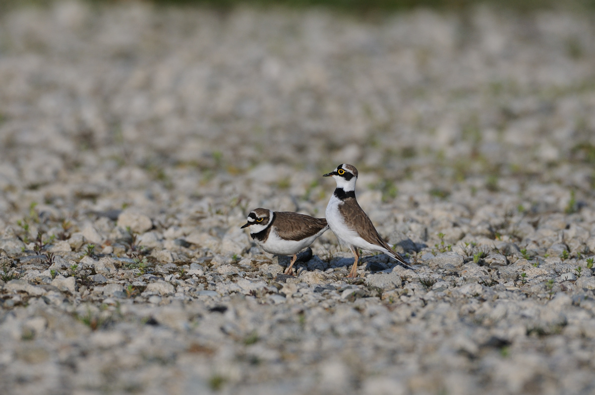 またまたコチドリの交尾 鳥 撮り トリミング