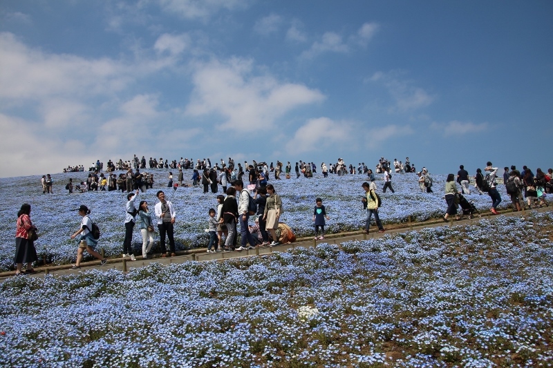 国営ひたち海浜公園／みはらしの丘５　＠茨城県_f0048546_06181303.jpg