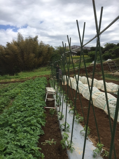 今朝からトマトの櫓組み始めました・・・豆は順調に収穫です_c0222448_11553461.jpg