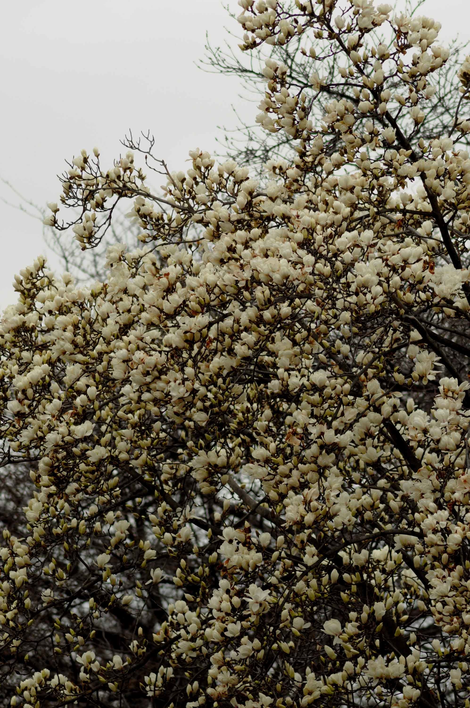 マグノリアの小径 レィルウェイライフ