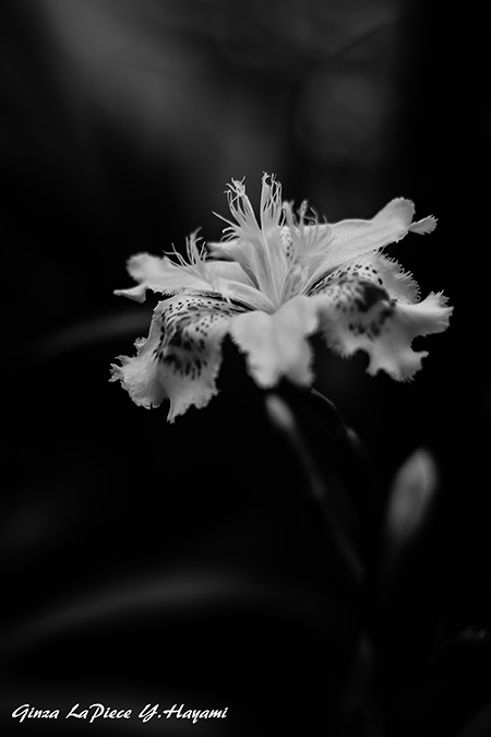 花のある風景　シャガの雰囲気_b0133053_053924.jpg