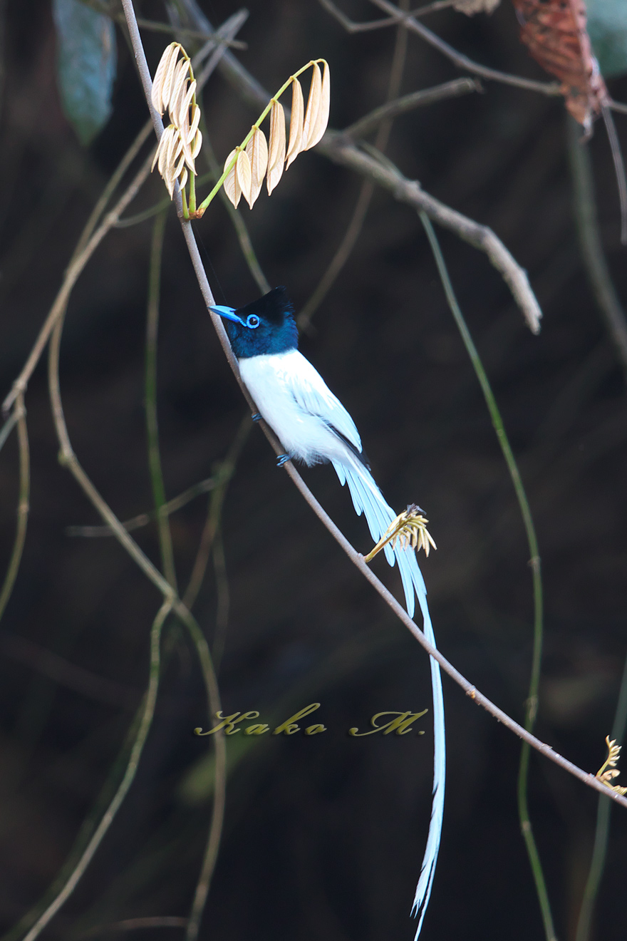 カワリサンコウチョウ　Asian Paradise Flycatcher_d0013455_10135943.jpg