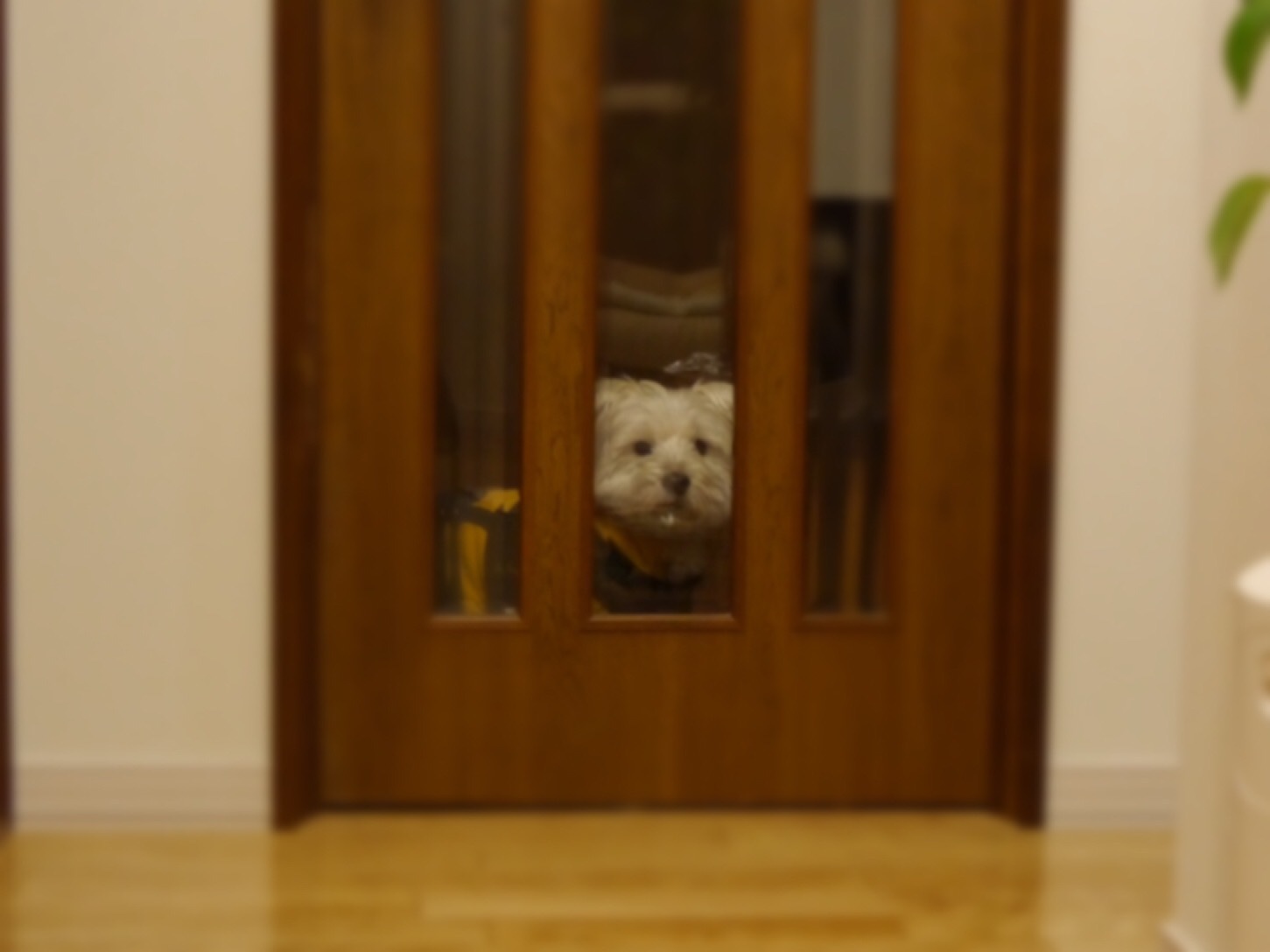 a0337860_11013477.jpeg