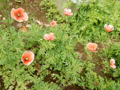 ’16,4,29(金)藤や春の花を探して!_f0060461_14215120.jpg